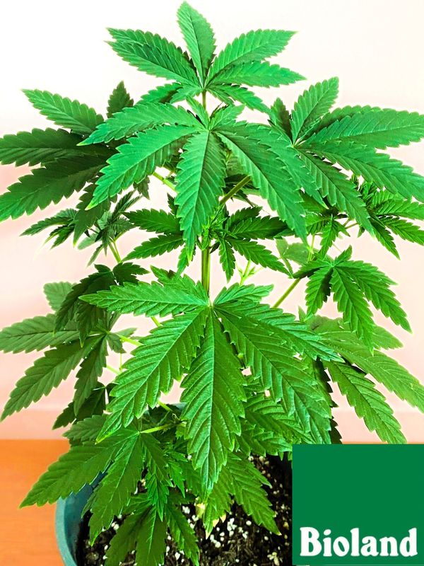 White Widow Cannabis Bioland Jungpflanze