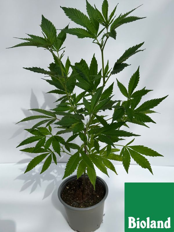 Amnesia Haze Cannabis Bioland Jungpflanze