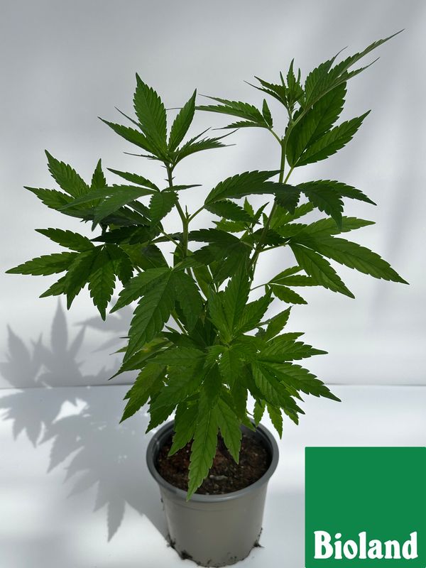 Lavender #1 Cannabis Bioland Jungpflanze