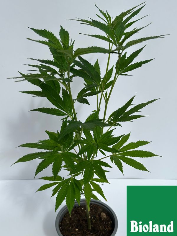 Somari Cannabis Bioland Jungpflanze