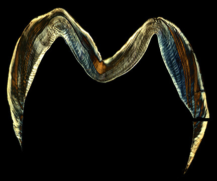 Human Tooth