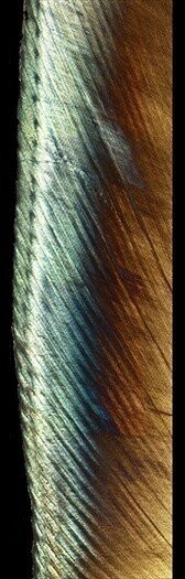 Human Enamel