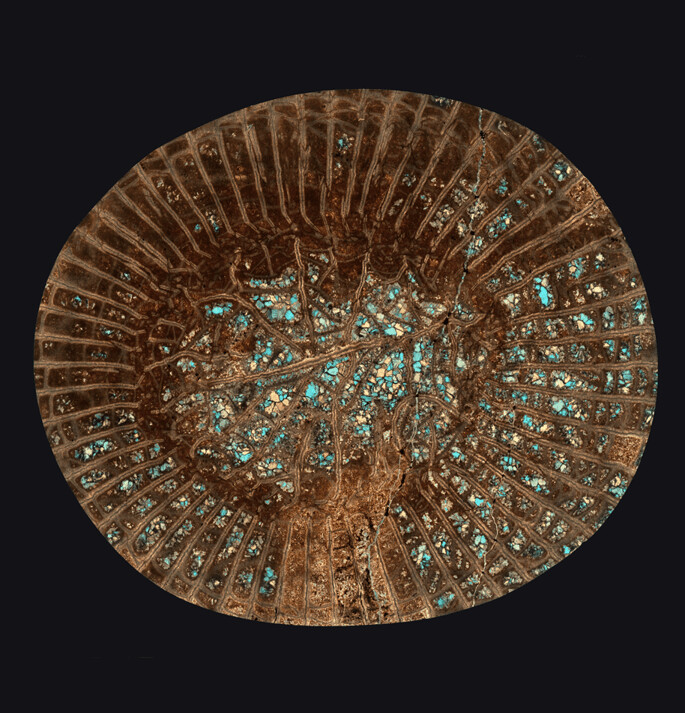 Horn Coral & Horn Coral Invert