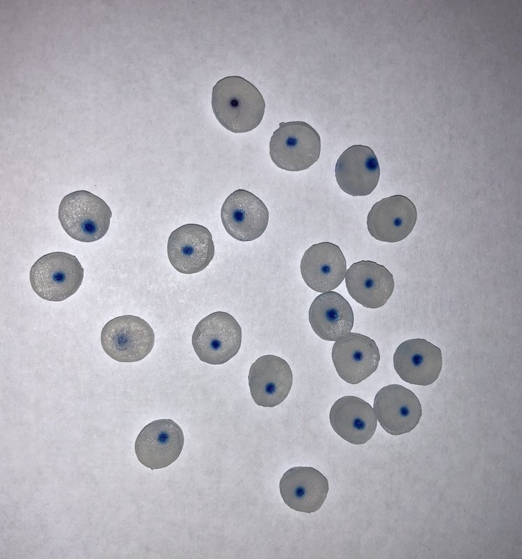 Occlusal Pads Size LARGE  25/pk
