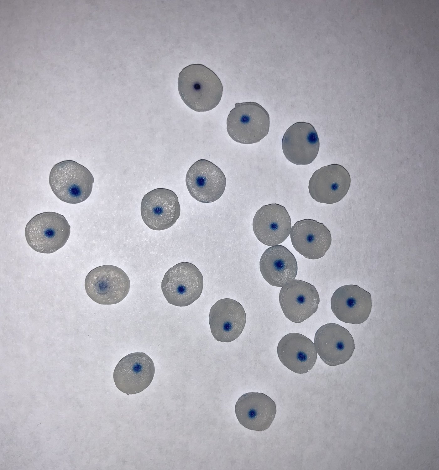 Occlusal Pads Size LARGE  12/pk