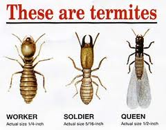 Triple Shield--(Termites, Mold &amp; Fire)