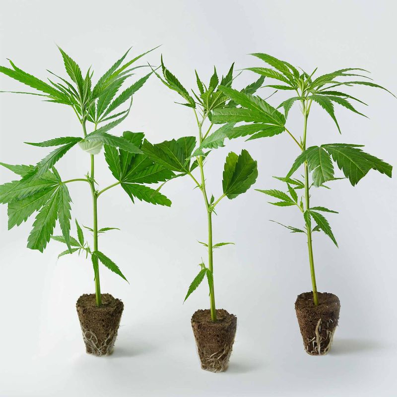 AK47 Steckling (AK) – Klassiker mit Power