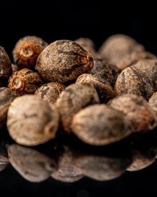 Seeds