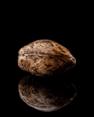 Lemon Rot