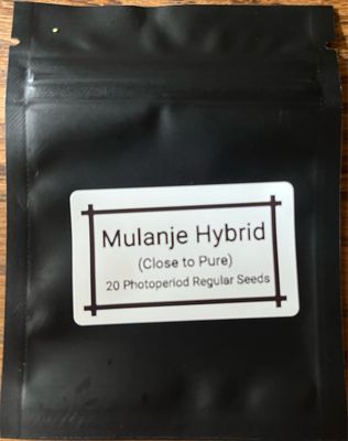 Mulanje Hybrid