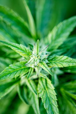 Sativa Sample Pack