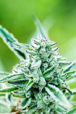 Indica Sample Pack