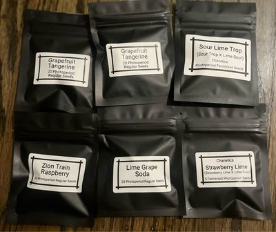 The Citrus Gang (120 seeds)