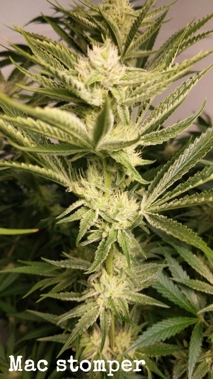 Mac Stomper X Pineapple Sativa