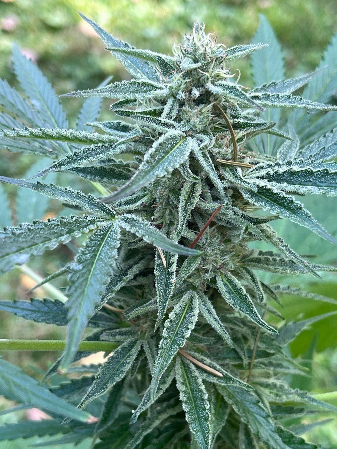 12 Days Holiday Seed Kit