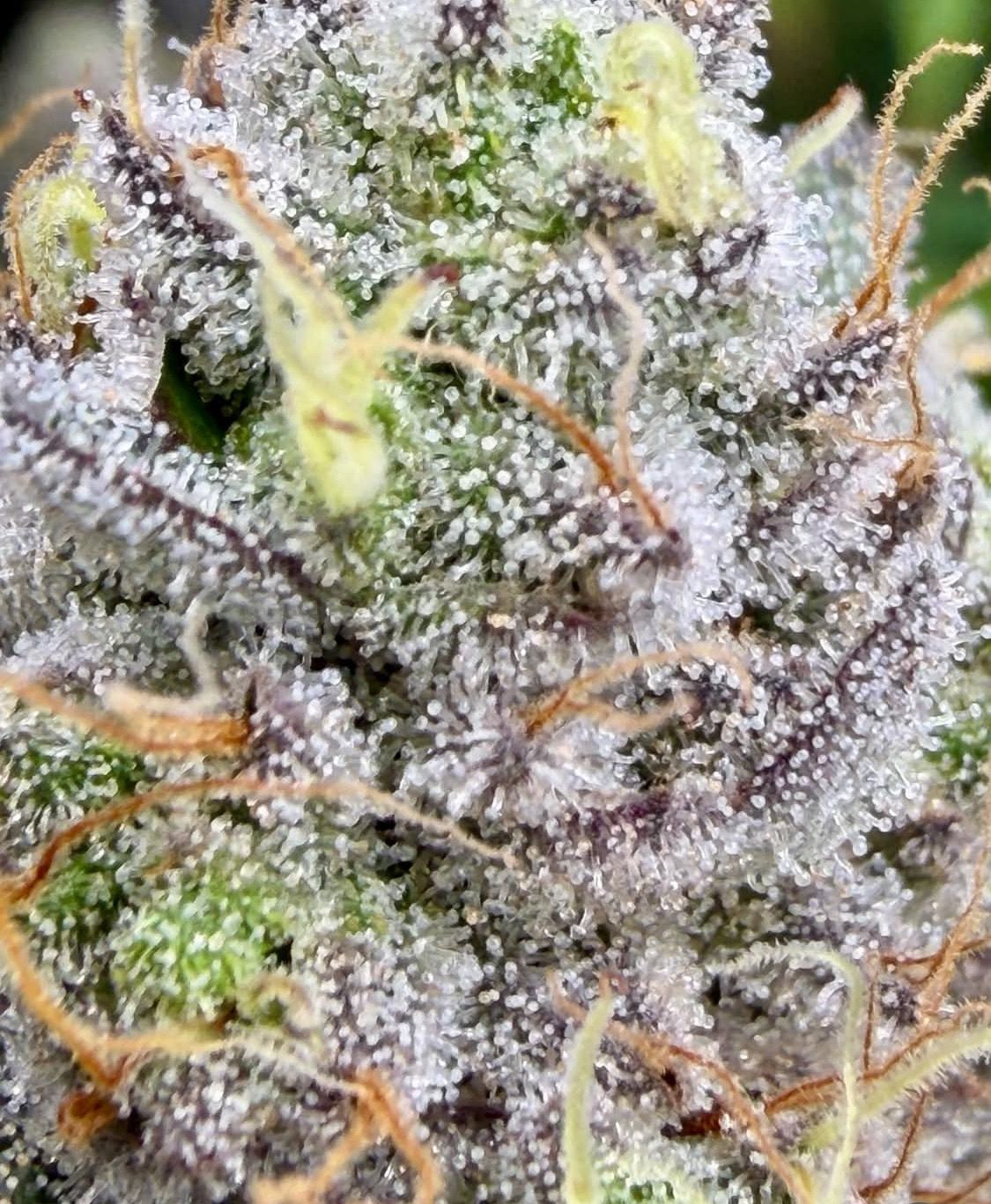 Psychedelic African Lemon