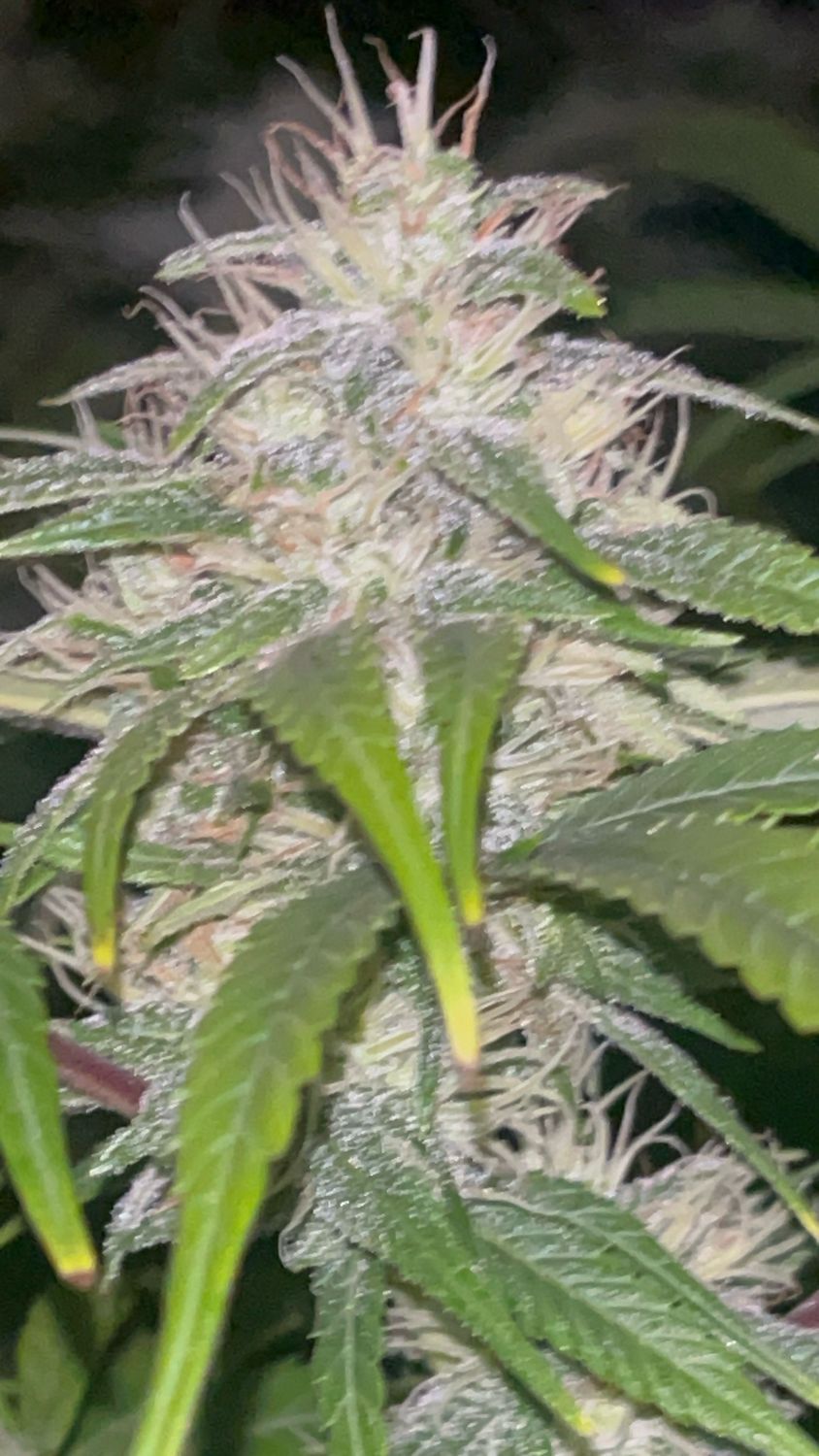 Jordan’s Birthday Special