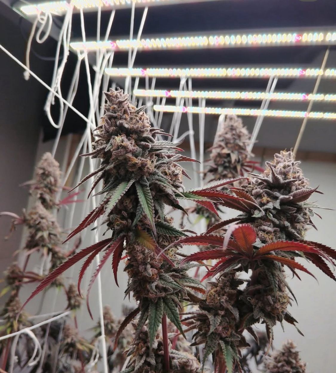 Hawaiian Sunday Drive