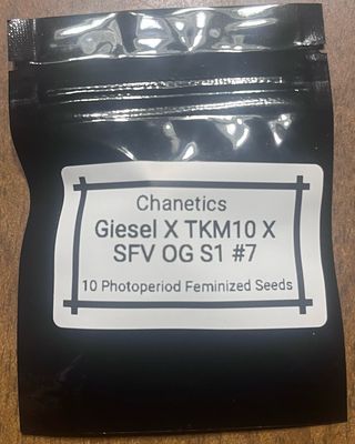 CHA Giesel X TKM10 X SFV OG S1 #7