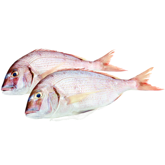 Whole White Snapper