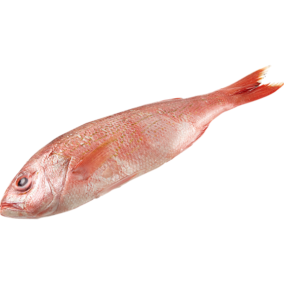 Fresh Snapper, Whole