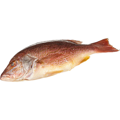 Fresh Whole Red Snapper B-Liner, 2-4 lb