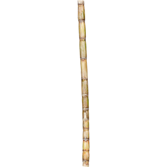 Sugar Cane