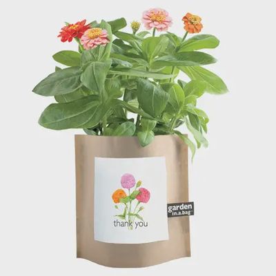 Garden in A Bag | Thank You | Best Seller