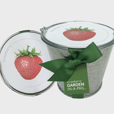 Garden in A Pail | Strawberry | Spring |Great Gift For Cooks