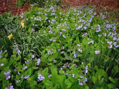 Mertensia virginica Virginia Bluebell