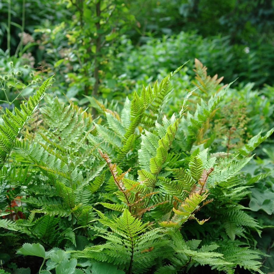 Dryopteris erythrosora &#39;Brilliance&#39;