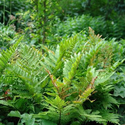 Dryopteris erythrosora 'Brilliance' Autumn Fern