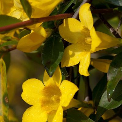 Gelsemium sempervirens 'Margarita' Carolina Jessamine