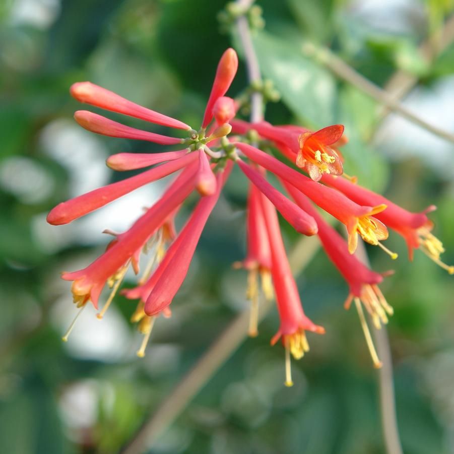 Lonicera sempervirens &#39;Major Wheeler&#39; Coral Honeysuckle