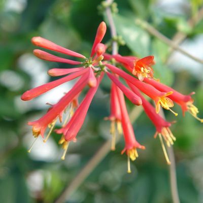 Lonicera sempervirens 'Major Wheeler' Coral Honeysuckle