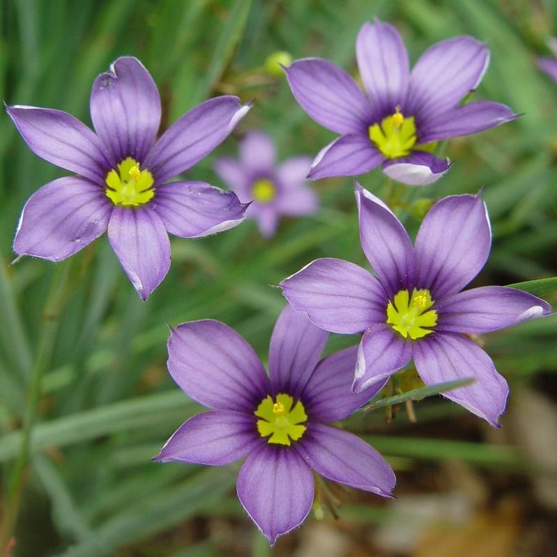 Sisyrinchium angustifolium &#39;Lucerne&#39;