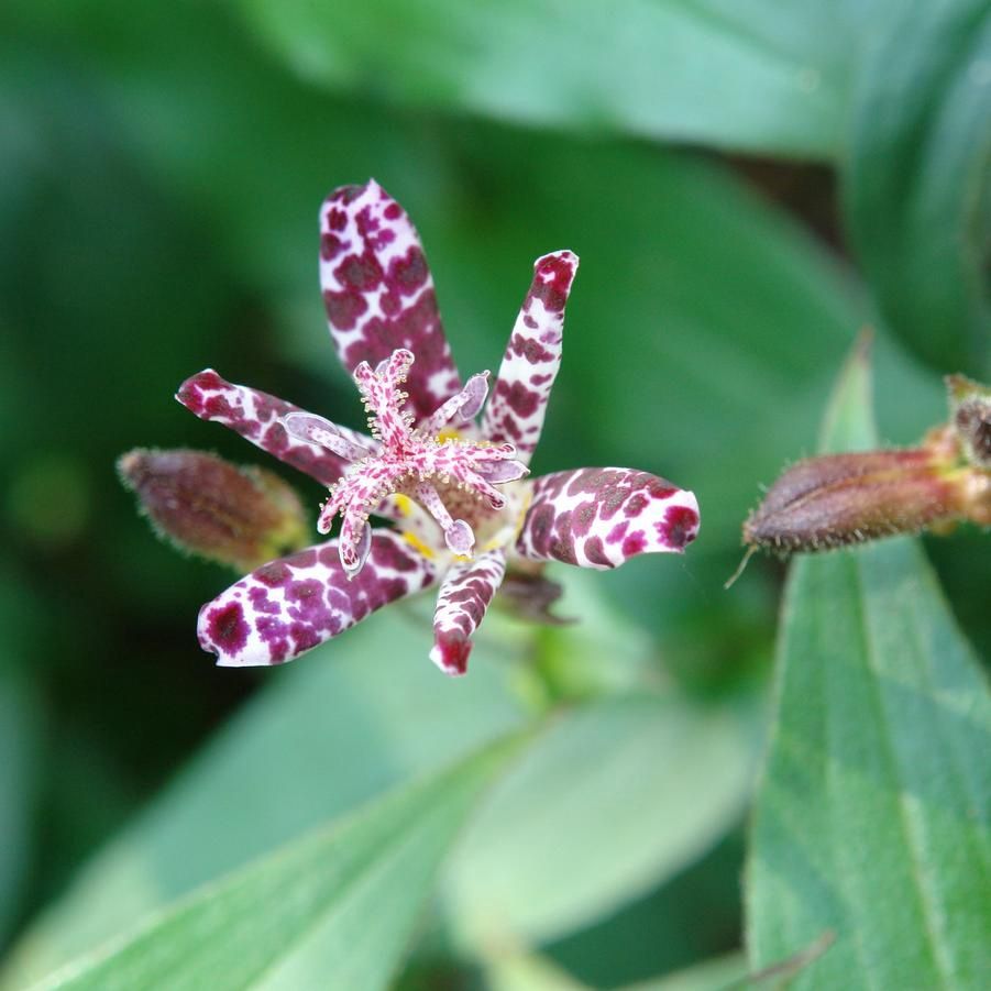 Tricyrtis &#39;Sinonome&#39; Toadlily