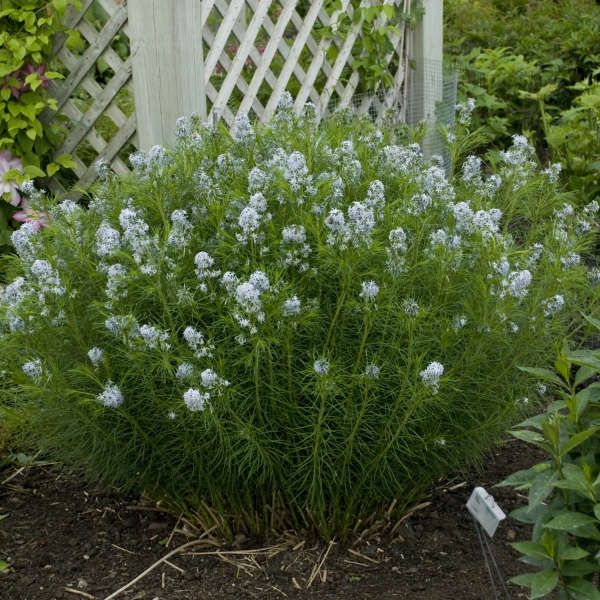 Amsonia hubrictii