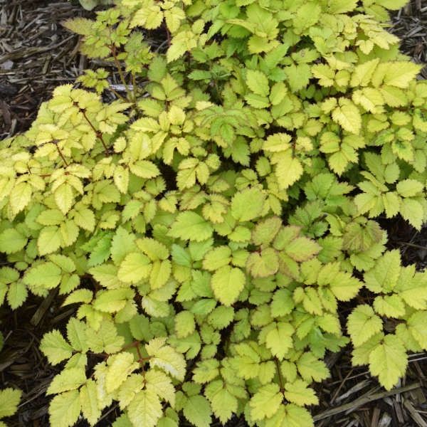 Astilbe &#39;Amber Moon&#39;