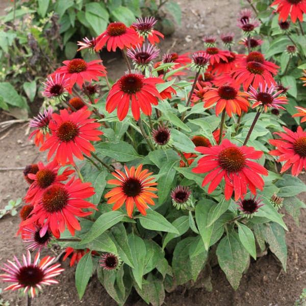 Echinacea &#39;Sangrita&#39; Coneflower
