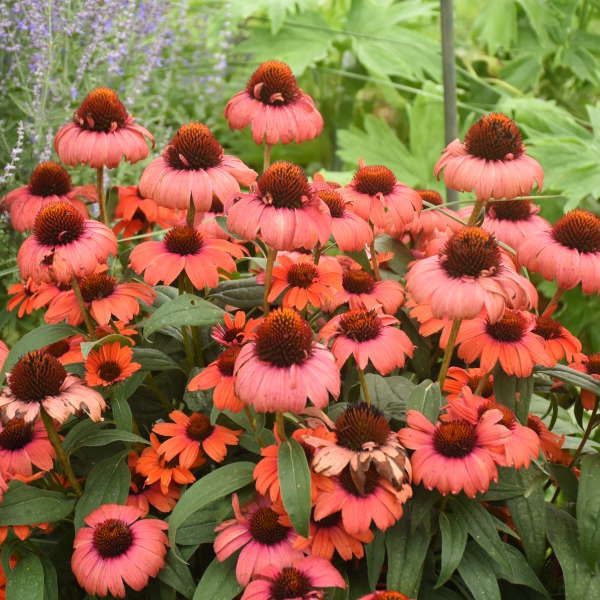Echinacea &#39;Tanager&#39; Coneflower