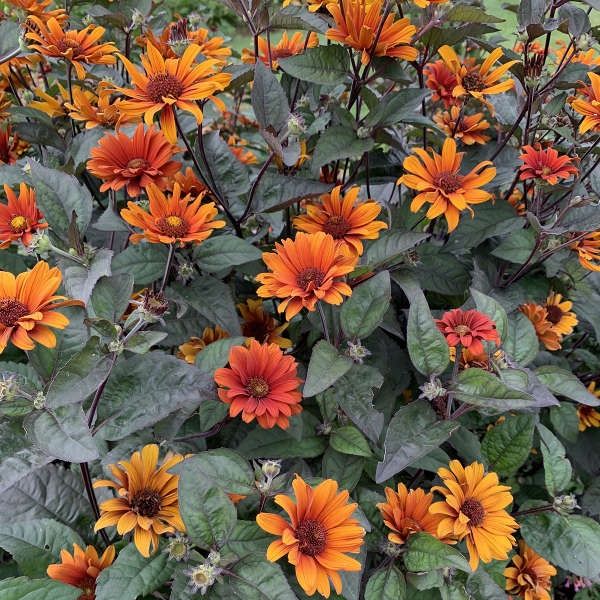 Heliopsis helianthoides var. scabra &#39;Bleeding Hearts&#39;