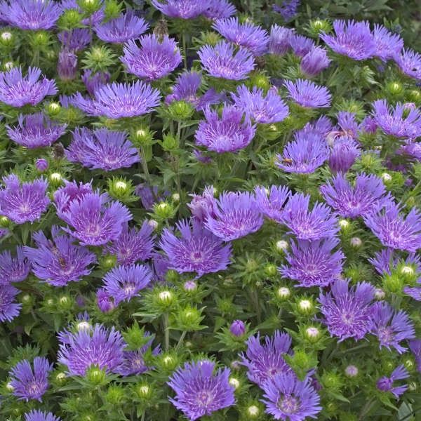 Stokesia &#39;Peachie&#39;s Pick&#39; Stoke&#39;s Aster