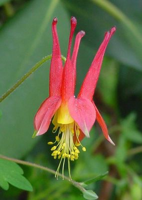Aquilegia canadensis Columbine