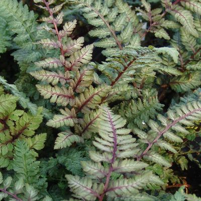 Athyrium niponicum 'Regal Red' Japanese Painted Fern