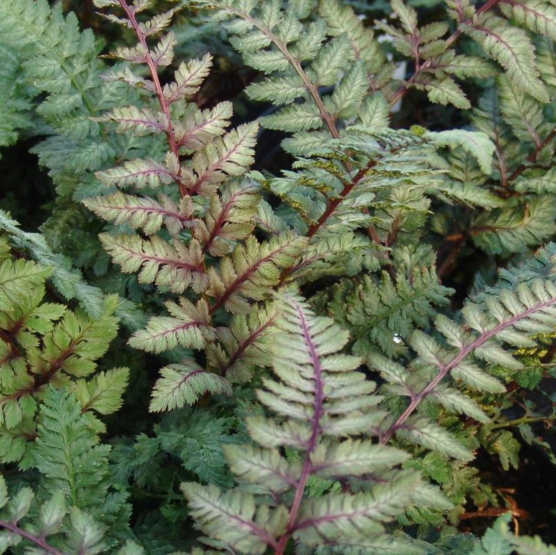 Athyrium niponicum &#39;Regal Red&#39;