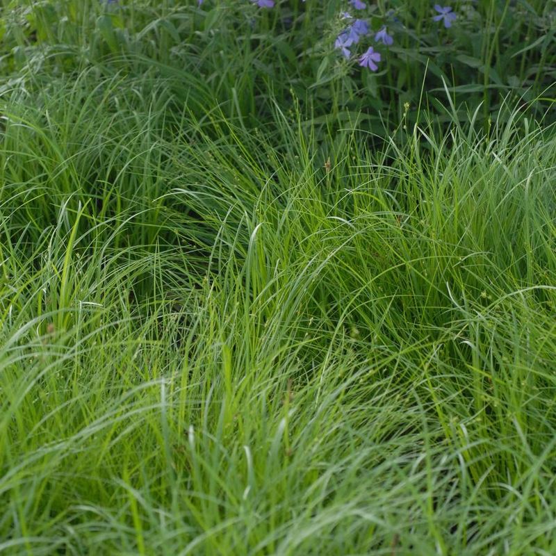 Carex pensylvanica Pennsylvania Sedge