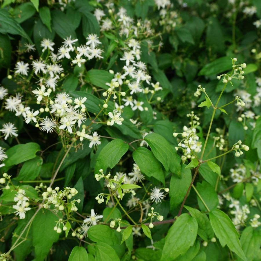 Clematis virginiana Native Clematis