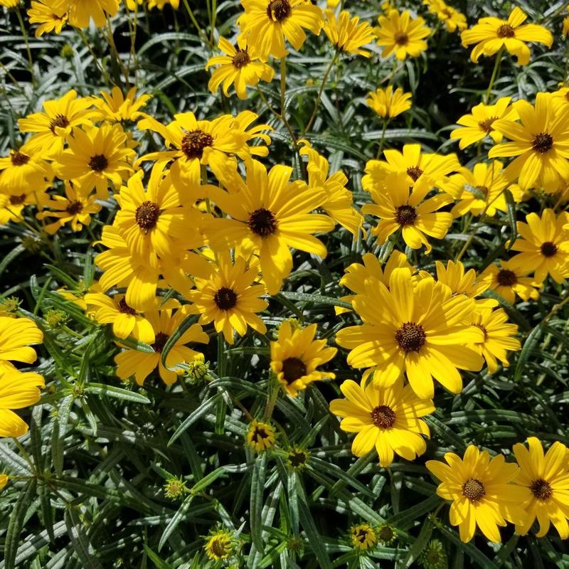 Helianthus salicifolius &#39;First Light&#39; Willowleaf Sunflower