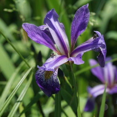 Iris versicolor 'Purple Flame' Blue Flag Iris